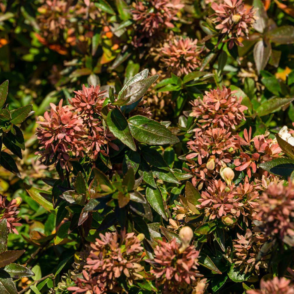 Abelia grandiflora Sherwood