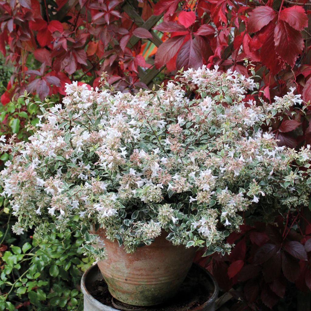 Abelia grandiflora Steredenn 'Levabes' - Abélie panachée