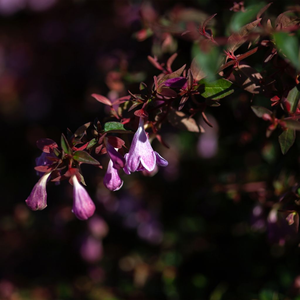 Abelia Pinky Bells