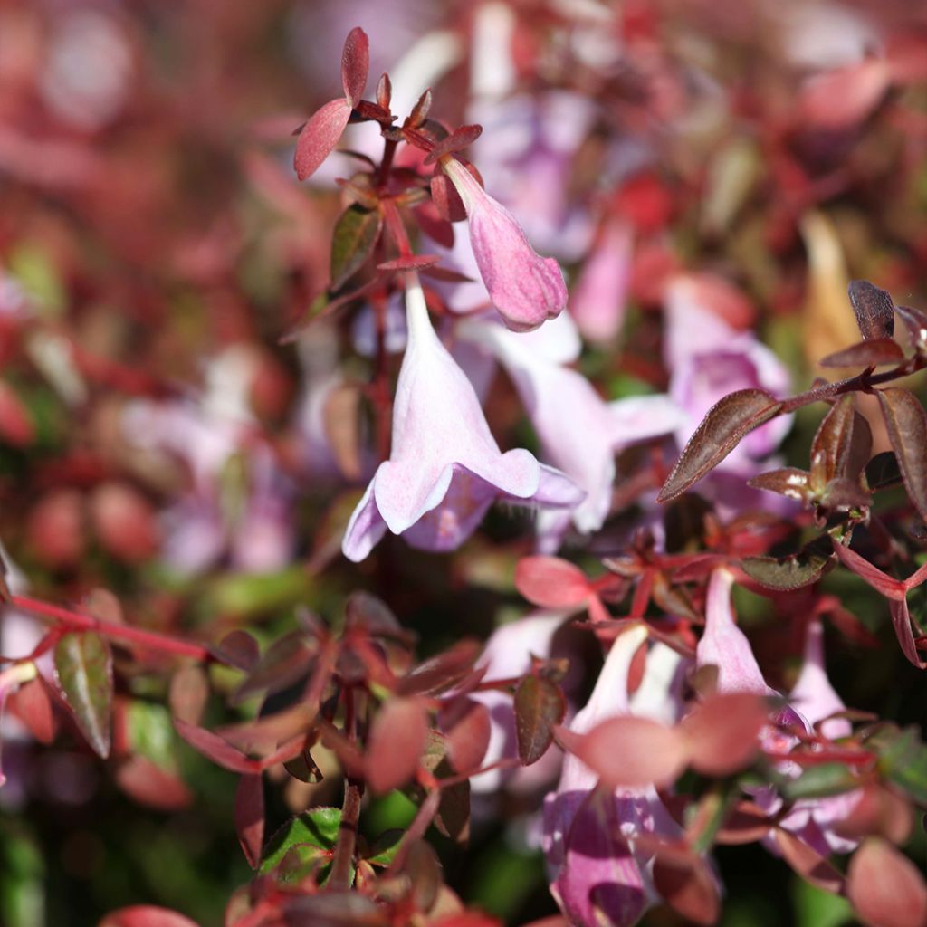 Abelia Pinky Bells