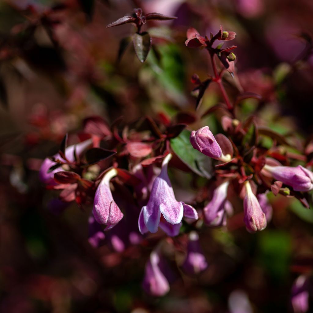 Abelia Pinky Bells