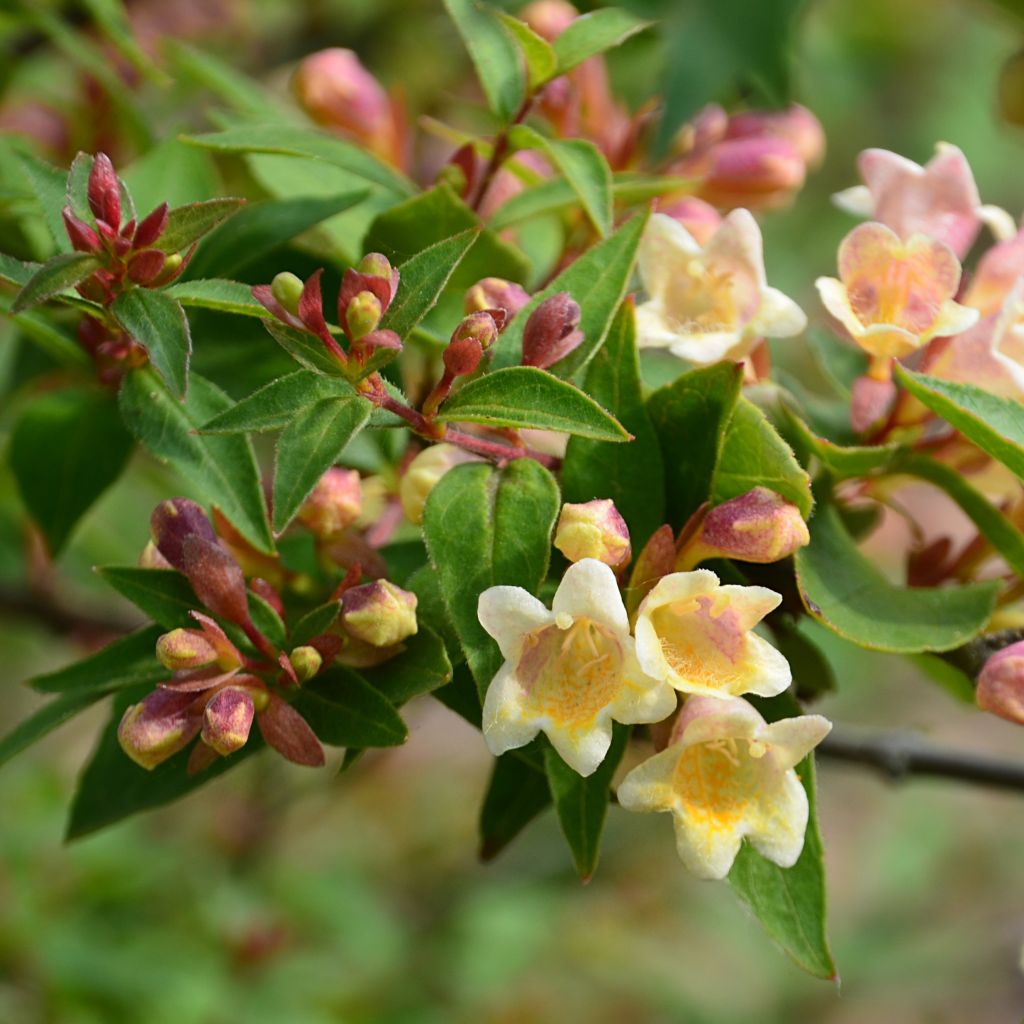 Abelia x grandiflora Sunny Charm®  MINDUO1 - Abélia à grandes fleurs.