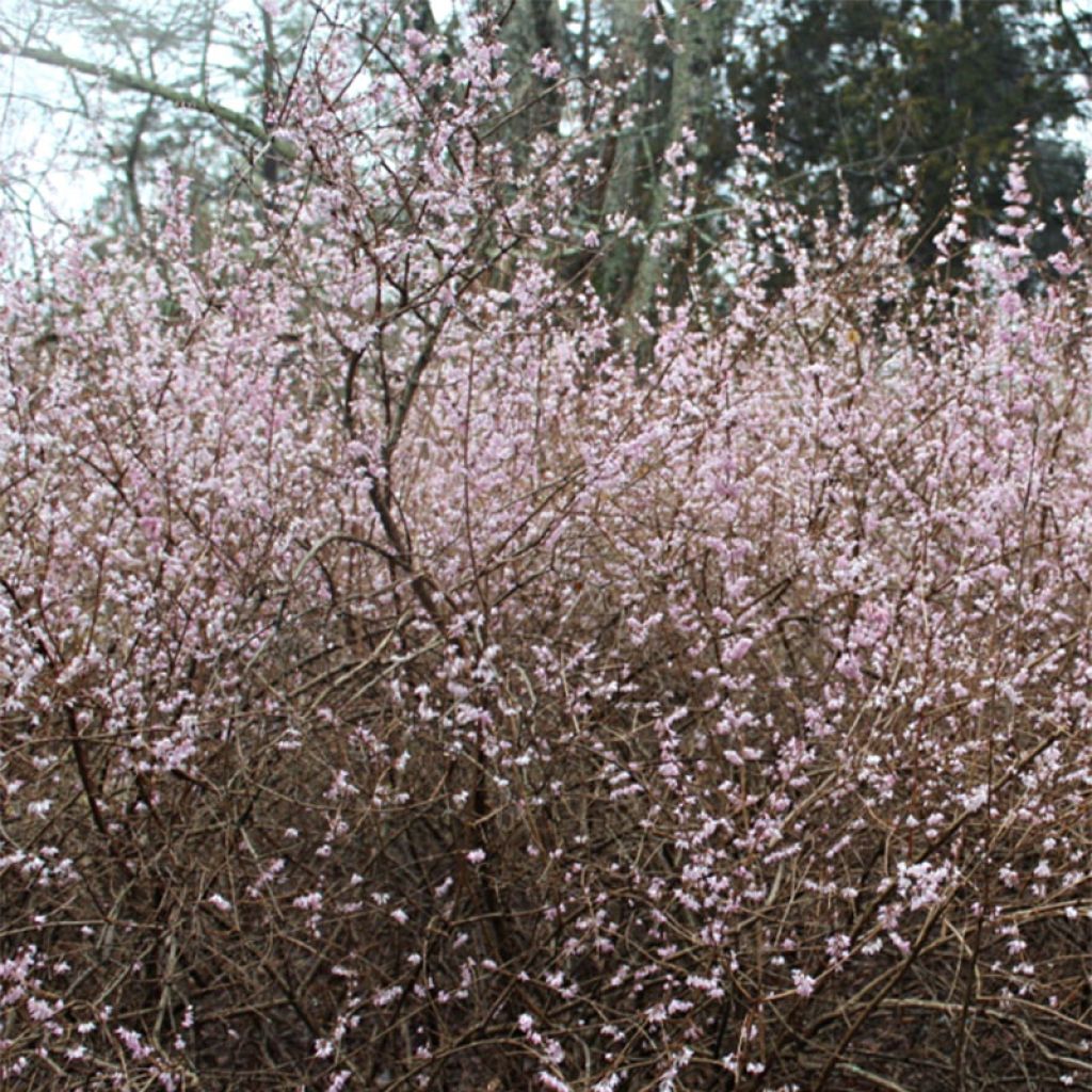 Abeliophyllum distichum Roseum - Forsizia bianca