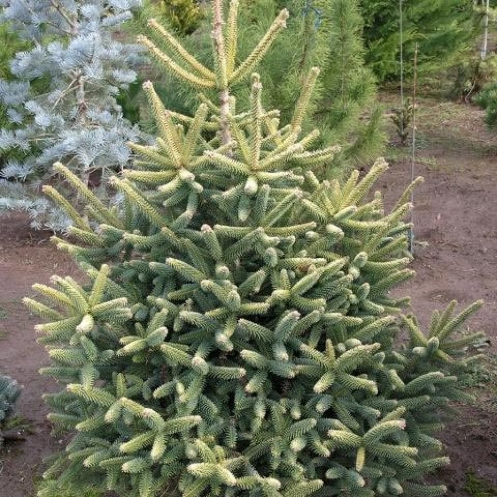  Sapin d'Espagne doré - Abies pinsapo Aurea