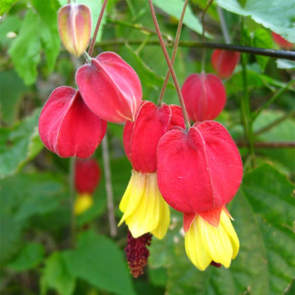 Abutilon megapotamicum