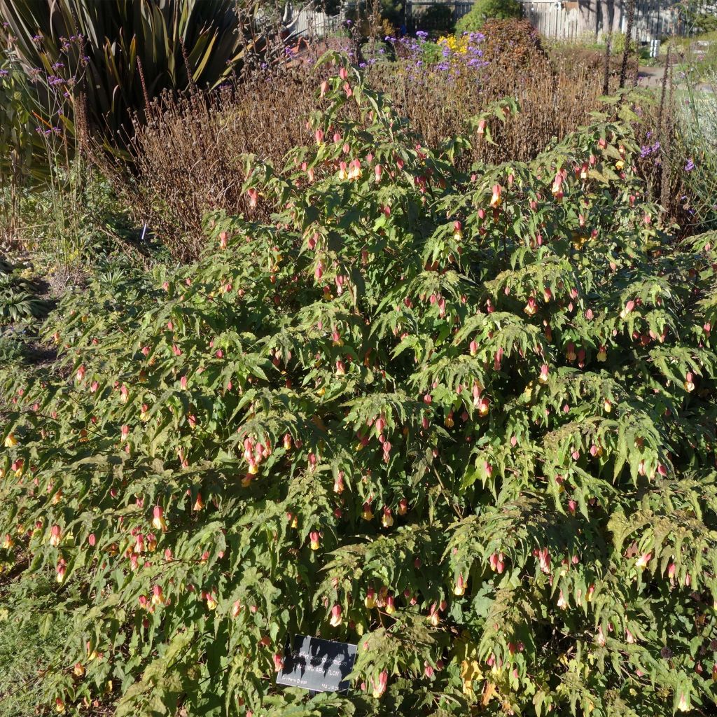 Abutilon megapotamicum