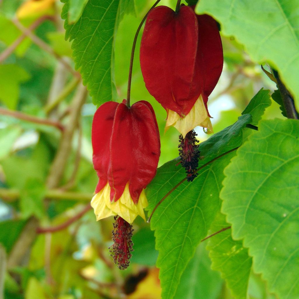 Abutilon megapotamicum