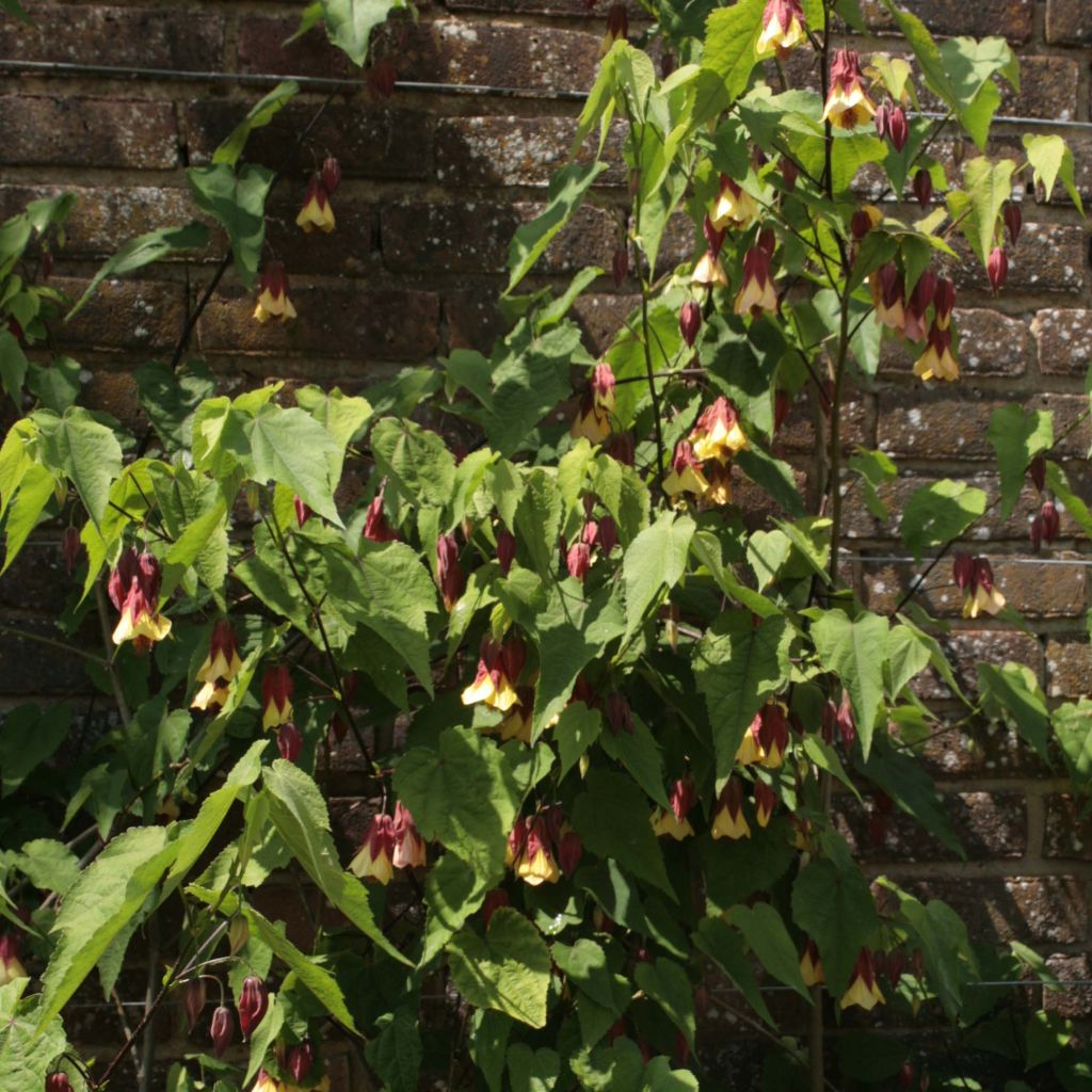 Abutilon megapotamicum