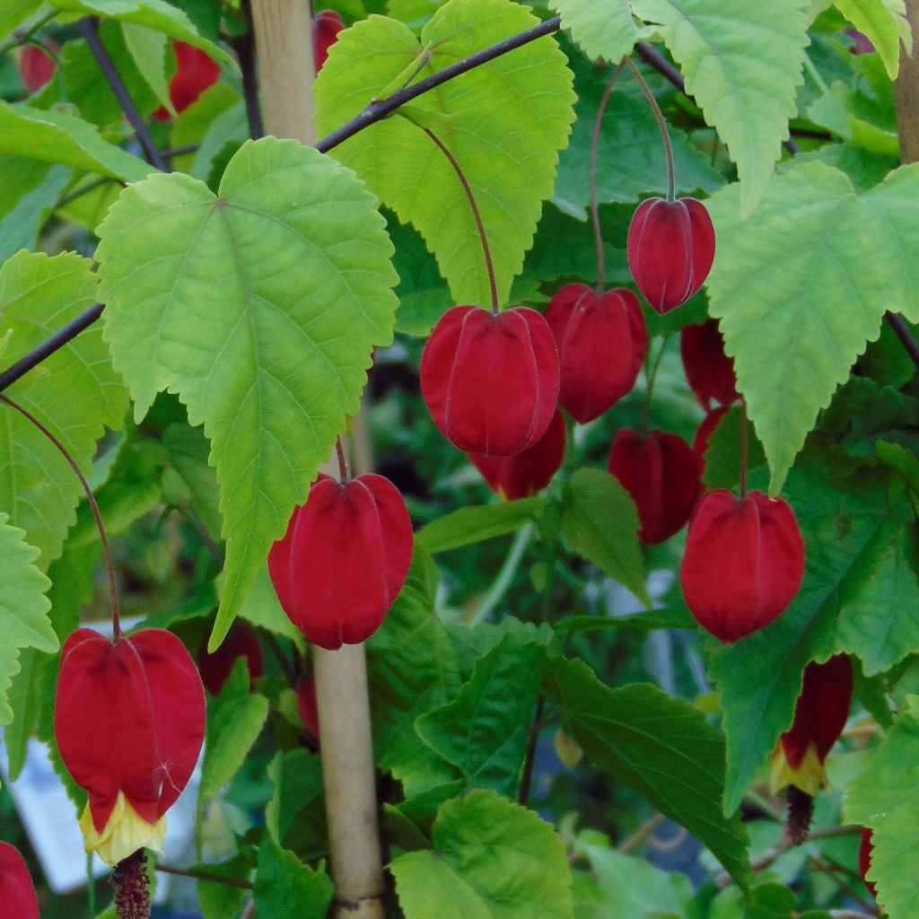 Abutilon megapotamicum