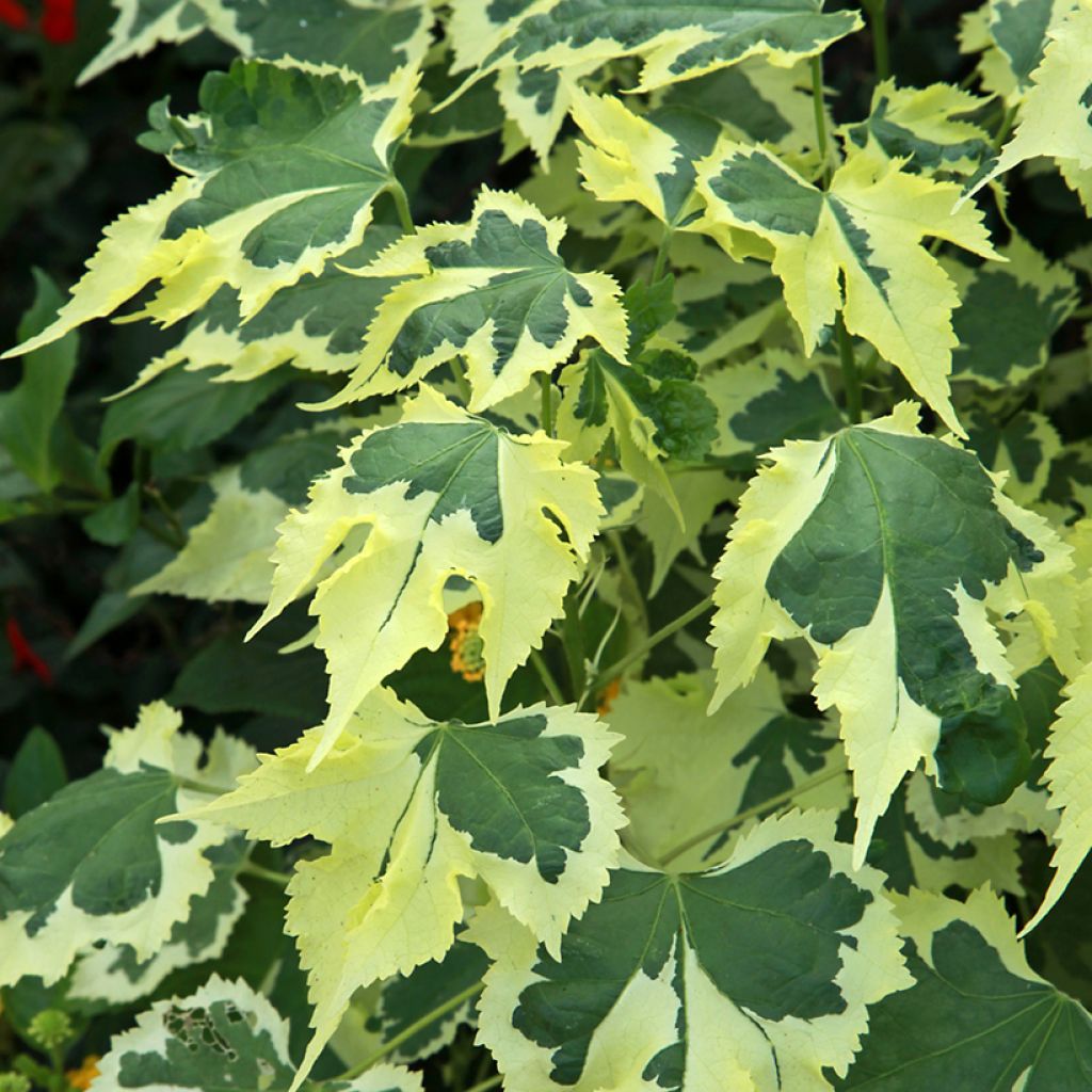 Abutilon Savitzii