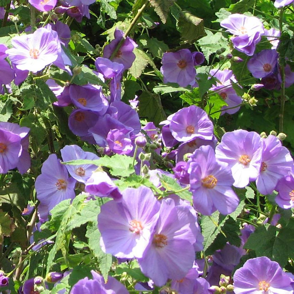 Abutilon Suntense