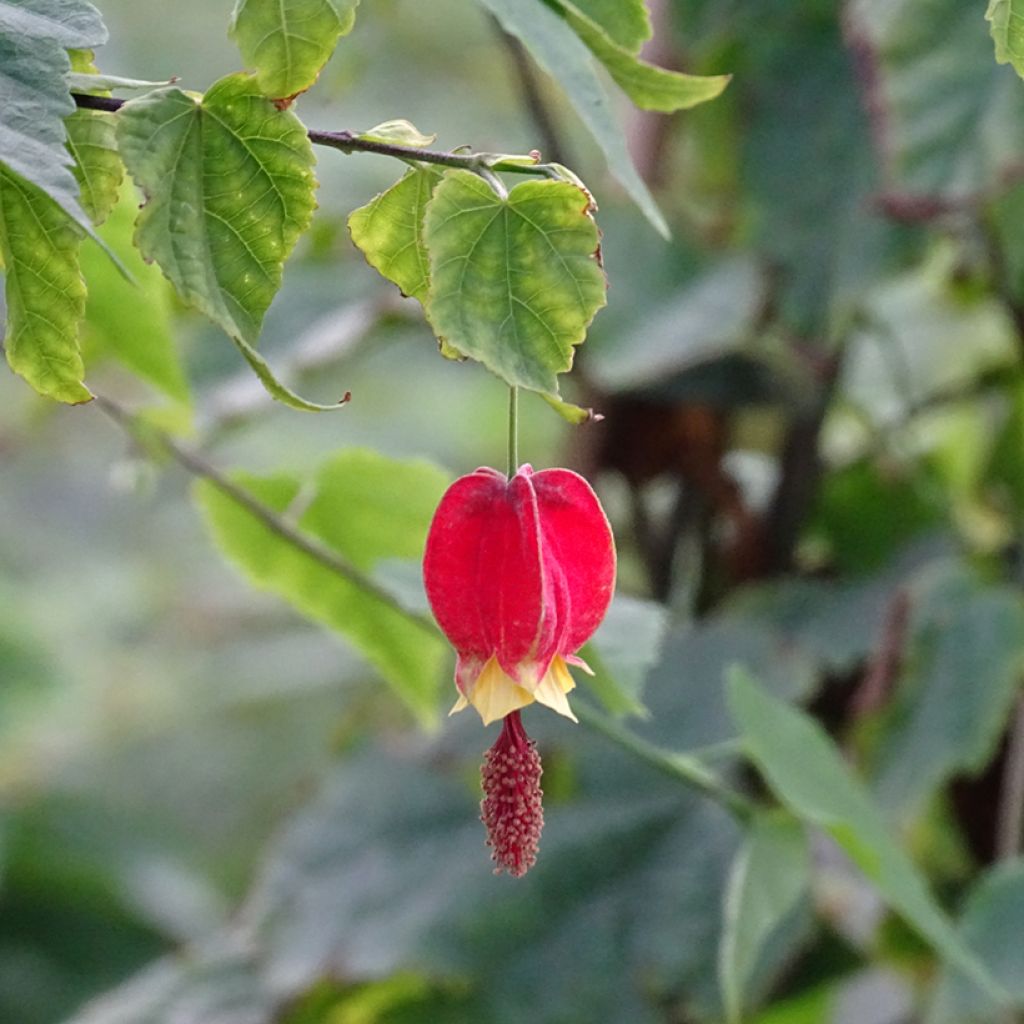 Abutilon megapotamicum