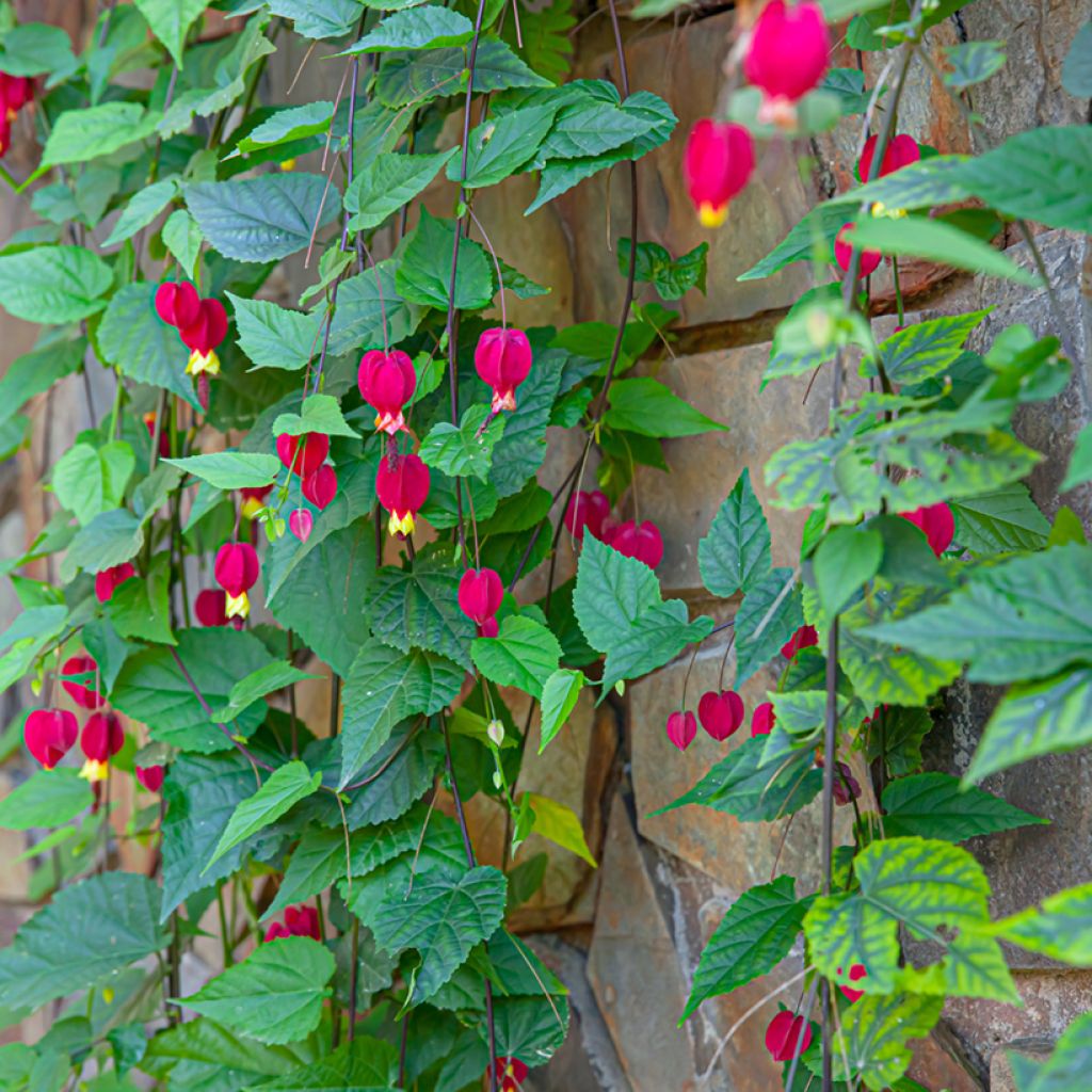 Abutilon megapotamicum