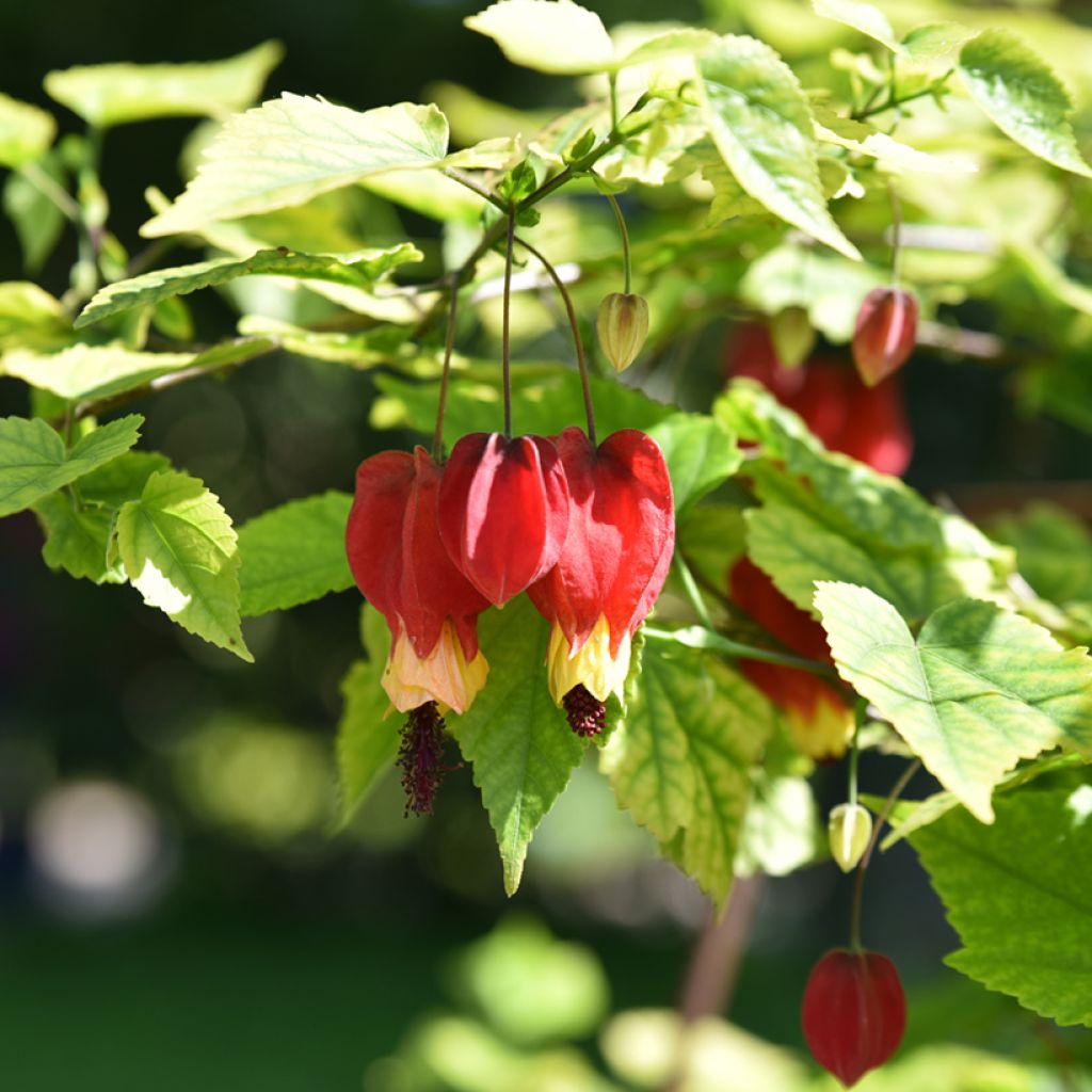 Abutilon megapotamicum