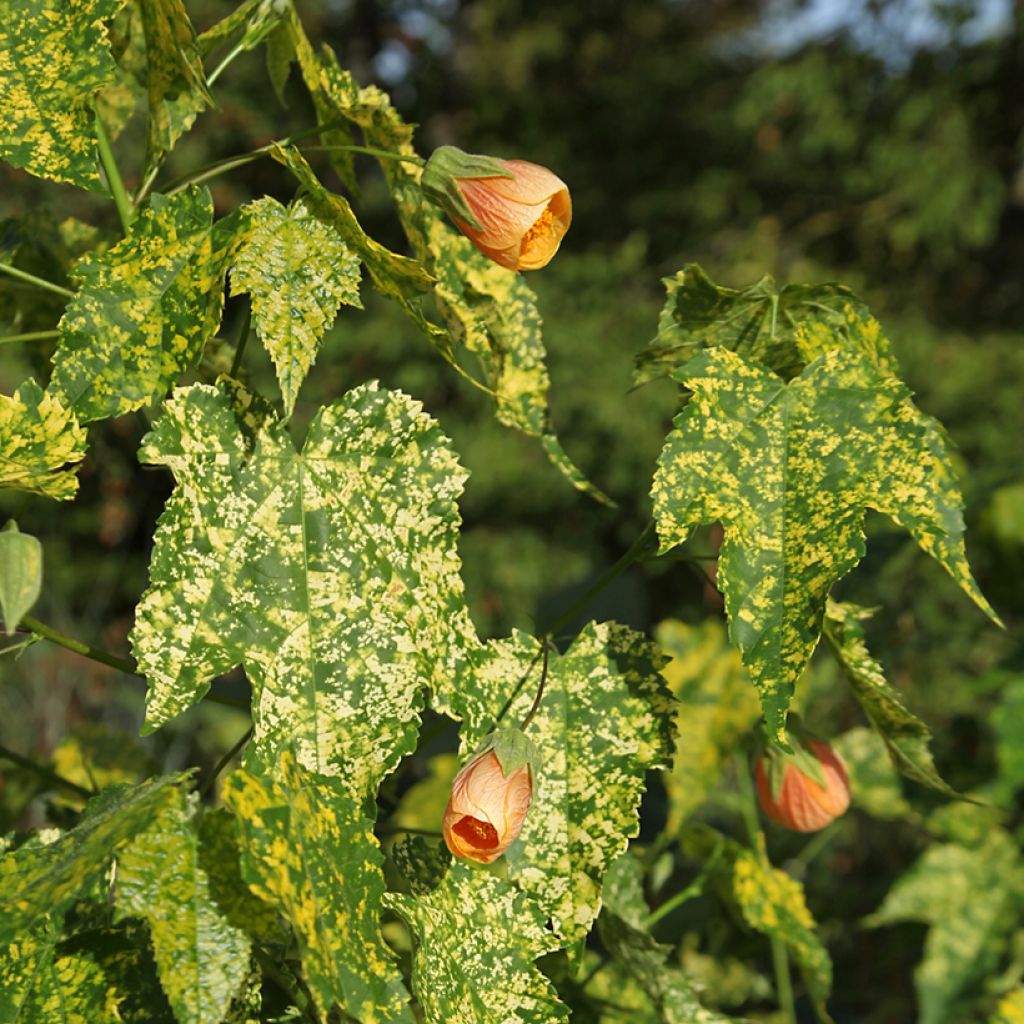 Abutilon pictum Thompsonii