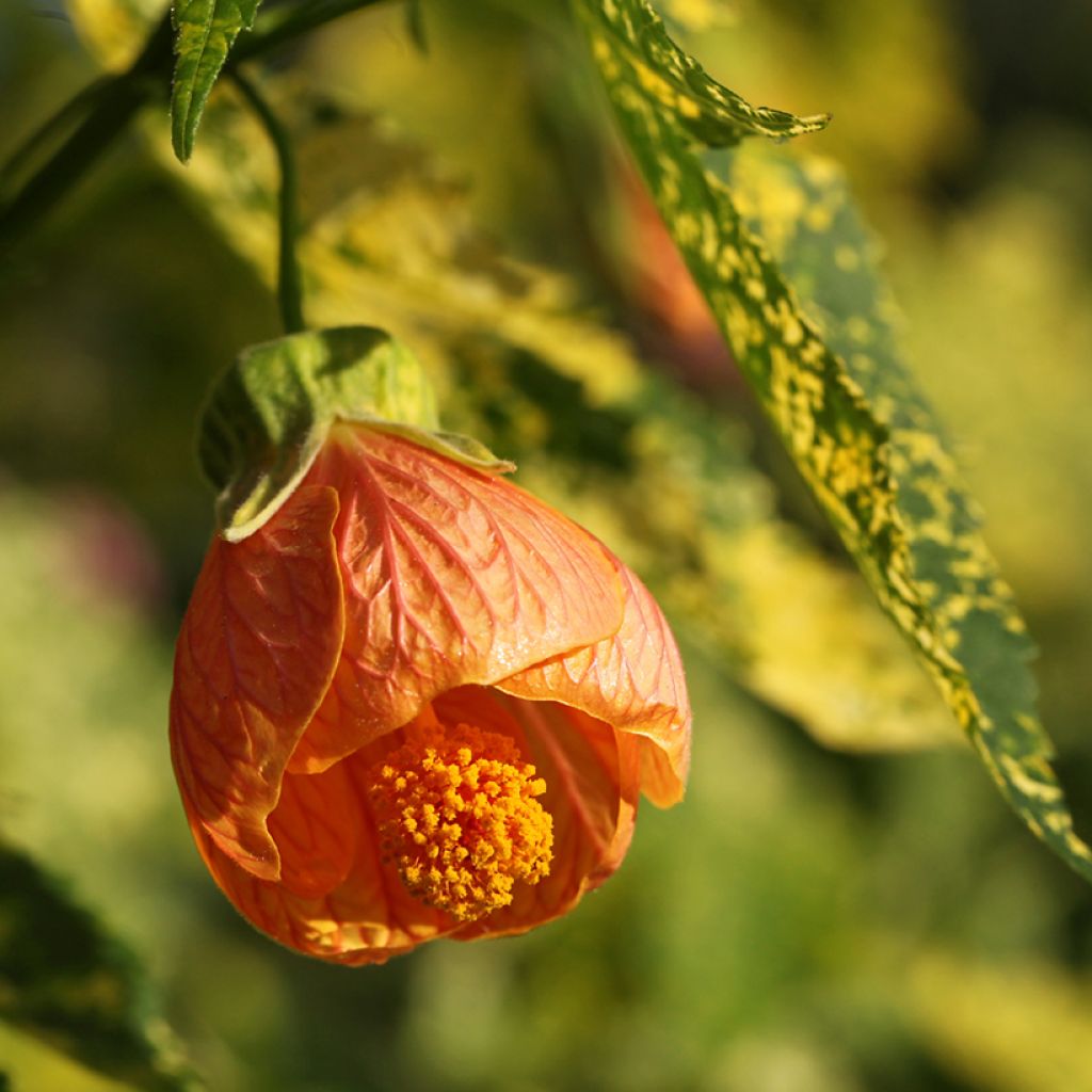 Abutilon pictum Thompsonii