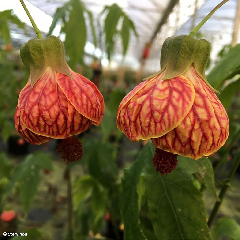 Abutilon striatum Redvein