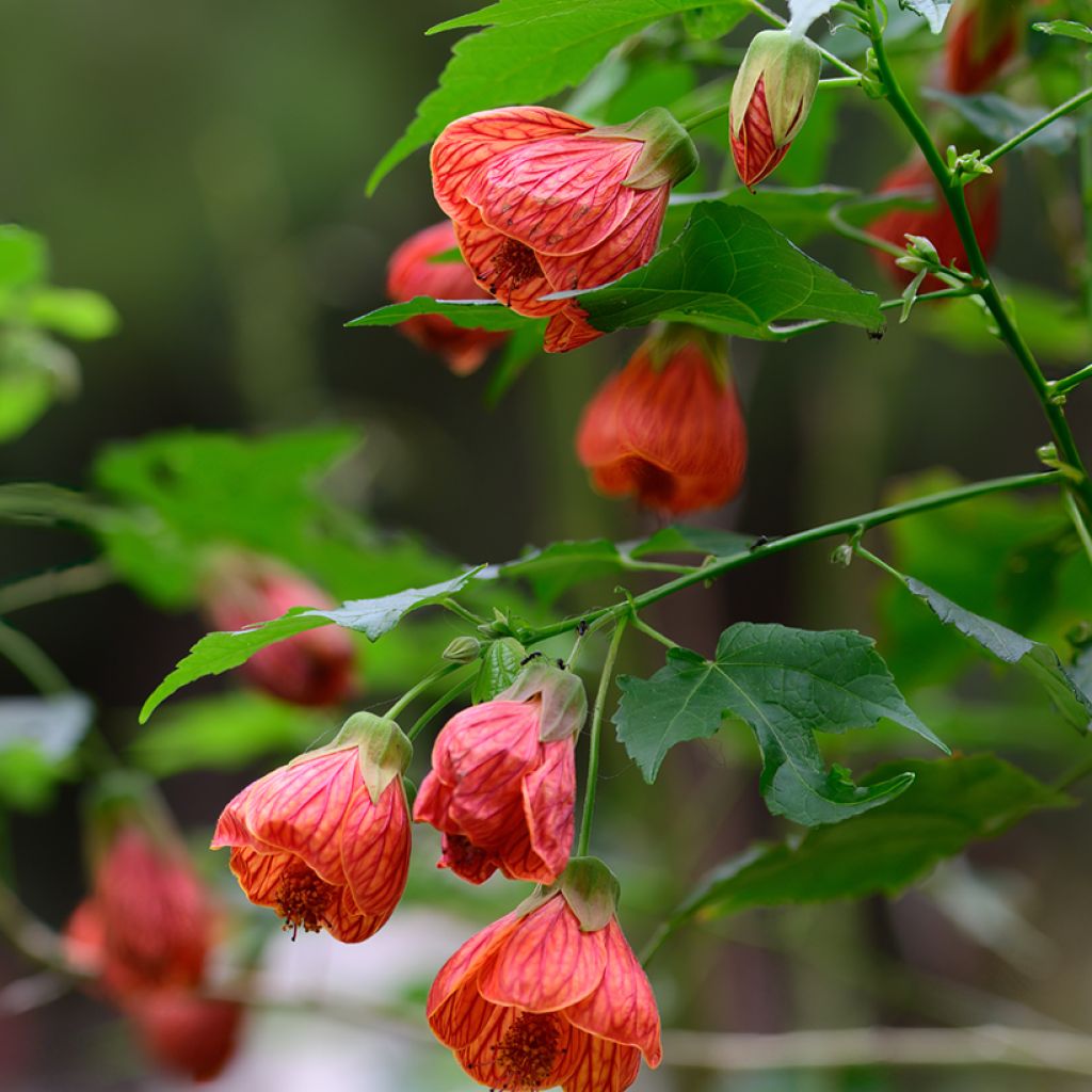 Abutilon striatum Redvein