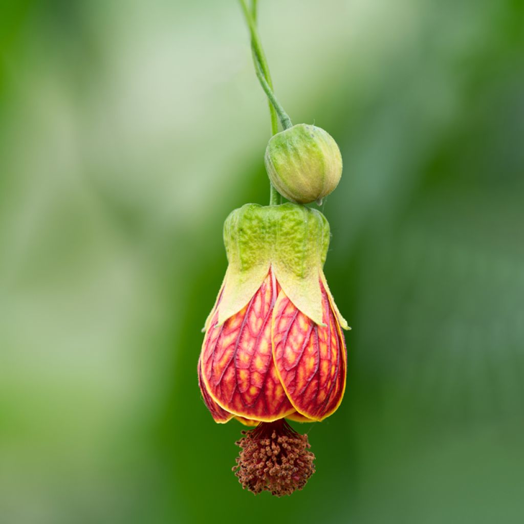 Abutilon striatum Redvein