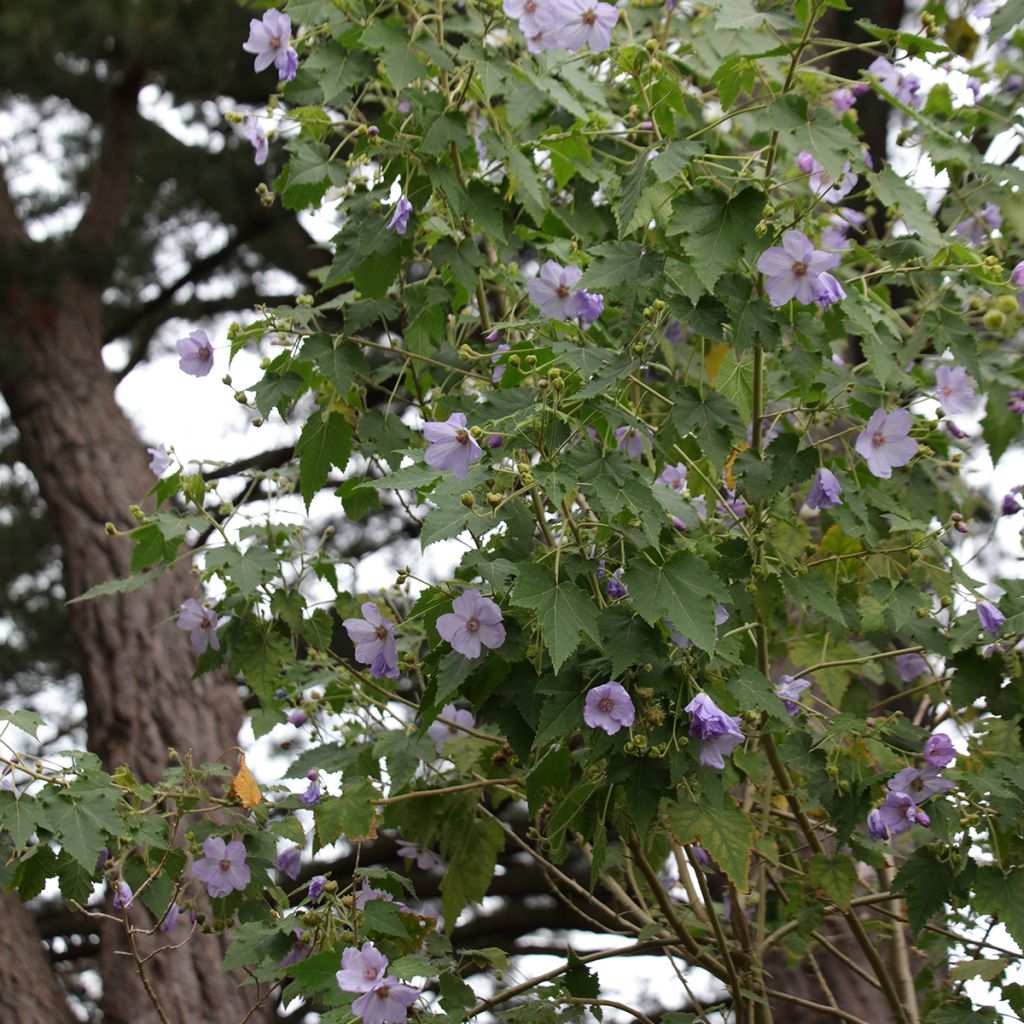 Abutilon vitifolium