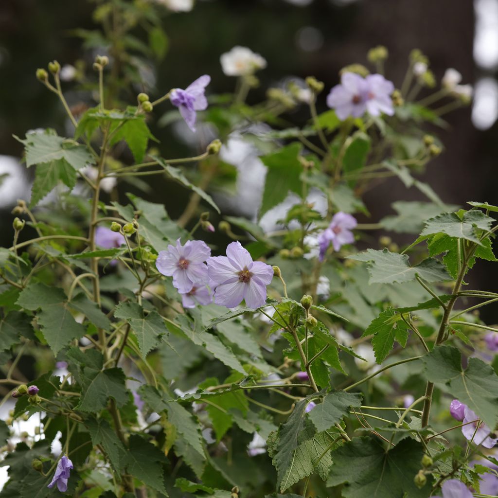 Abutilon vitifolium