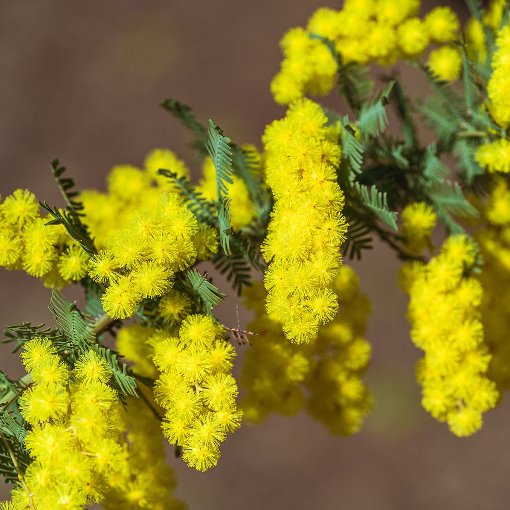 Acacia baileyana - Mimosa de Bailey 