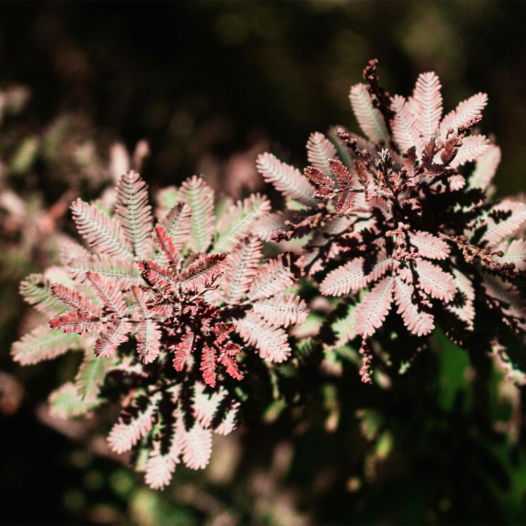 Acacia baileyana Songlines - Mimosa di Bailey