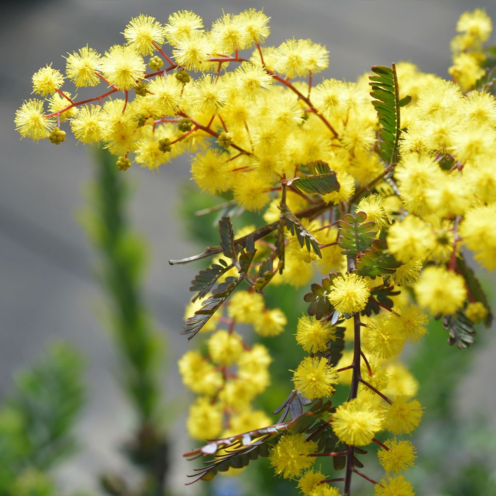 Acacia baileyana Songlines - Mimosa di Bailey