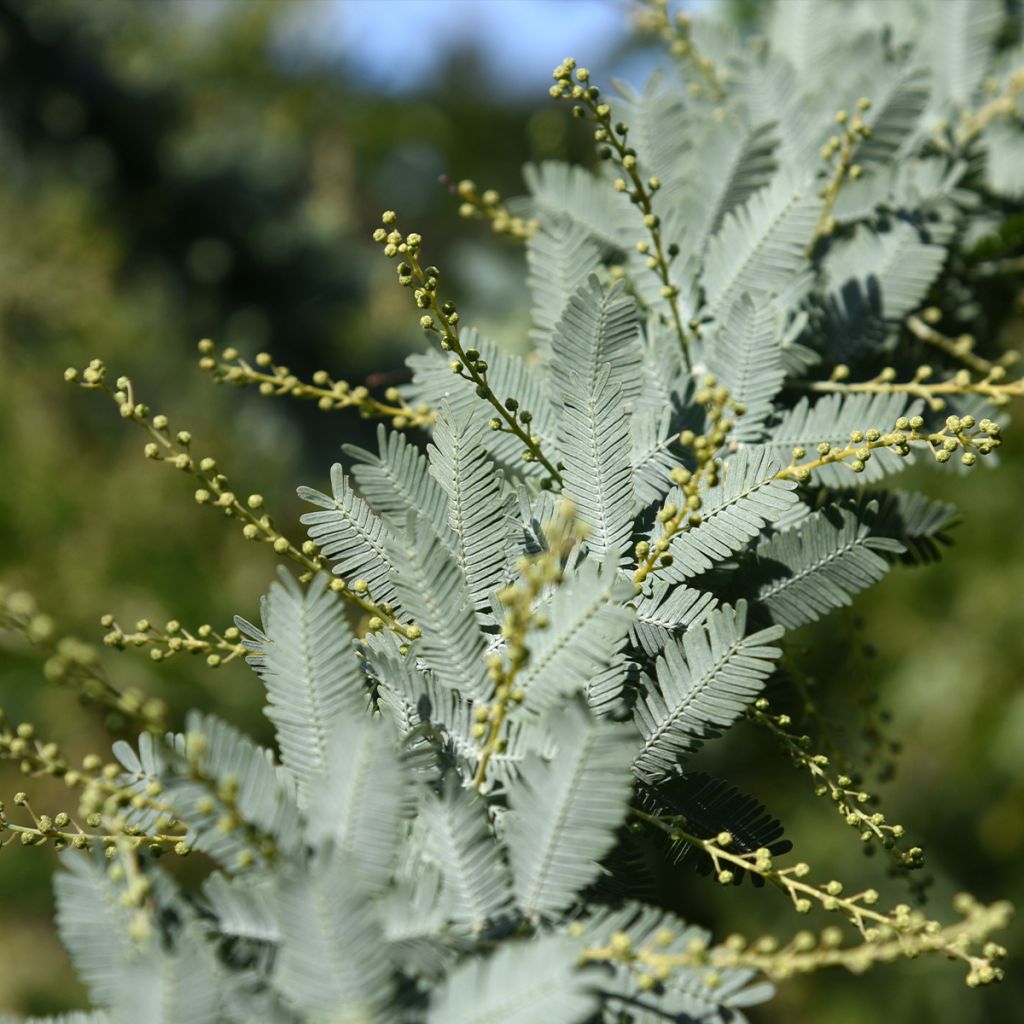 Acacia baileyana Songlines - Mimosa di Bailey