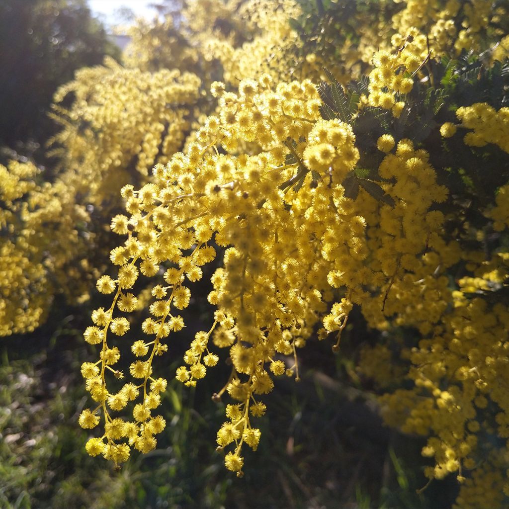 Acacia baileyana Songlines - Mimosa di Bailey