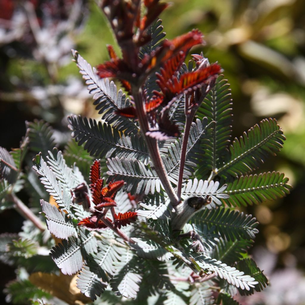 Acacia baileyana Songlines - Mimosa di Bailey