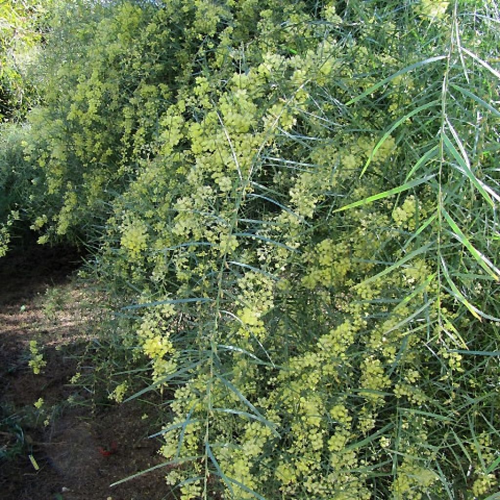 Acacia iteaphylla - Mimosa