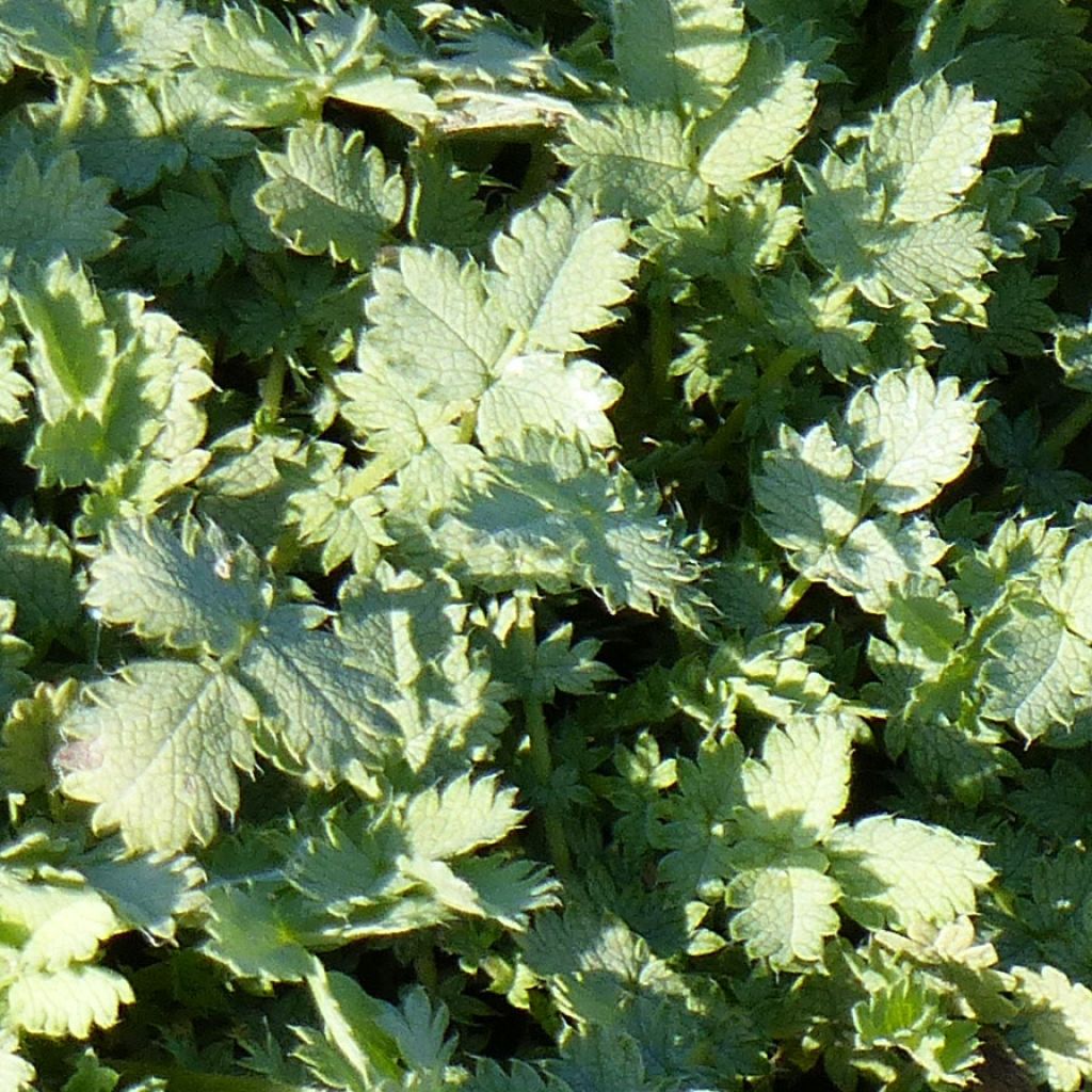 Acaena buchananii