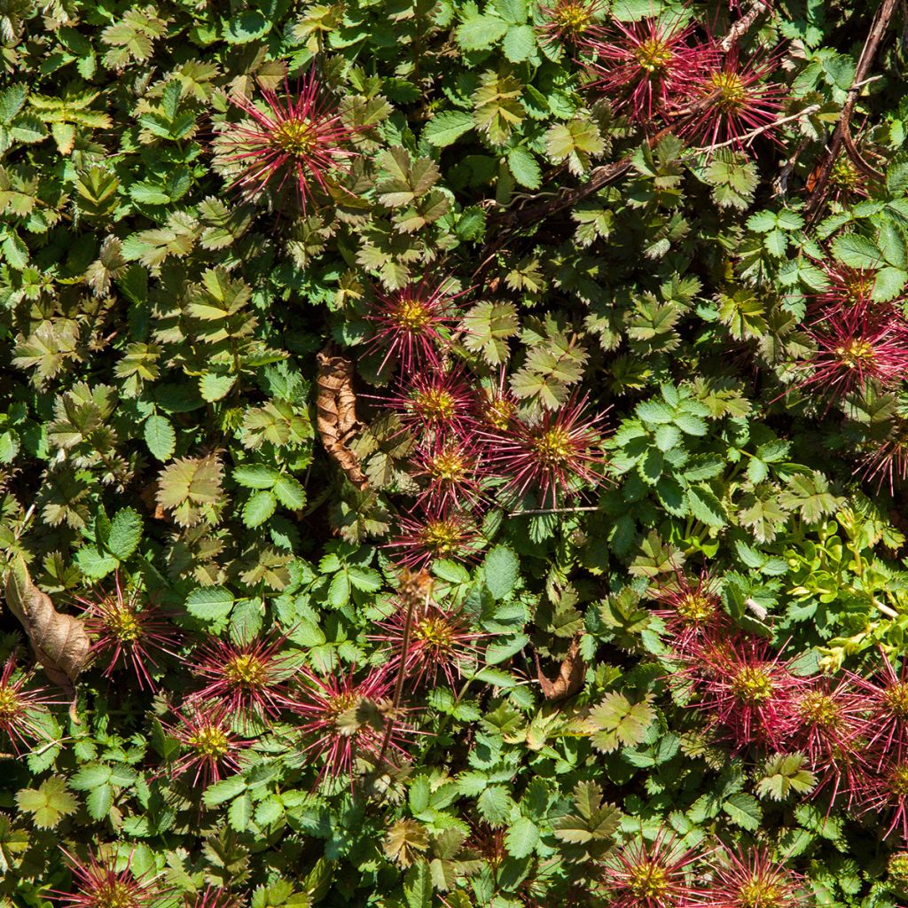 Acaena microphylla Kupferteppich