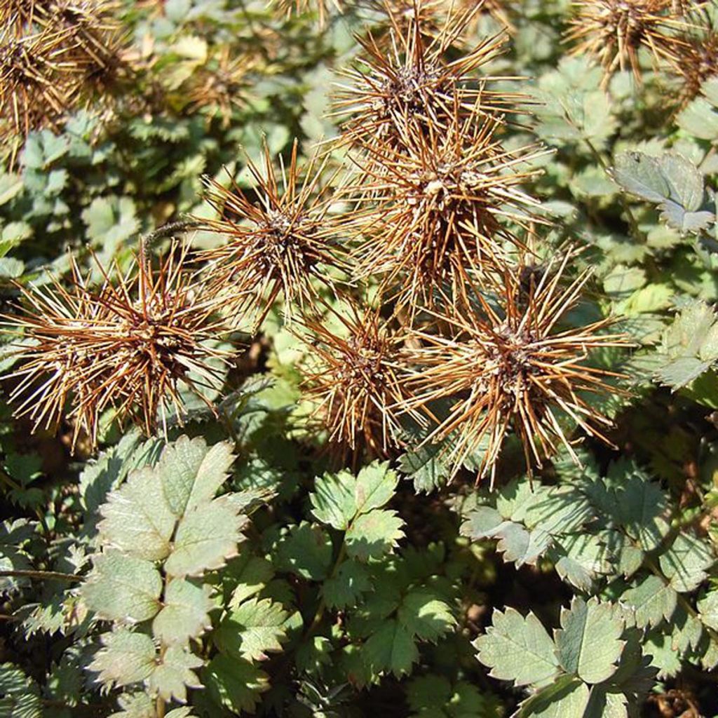 Acaena microphylla Dichte Matte