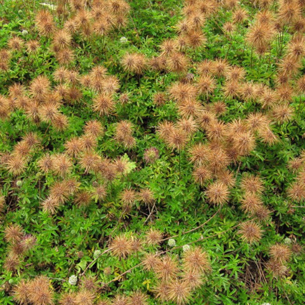 Acaena microphylla Dichte Matte