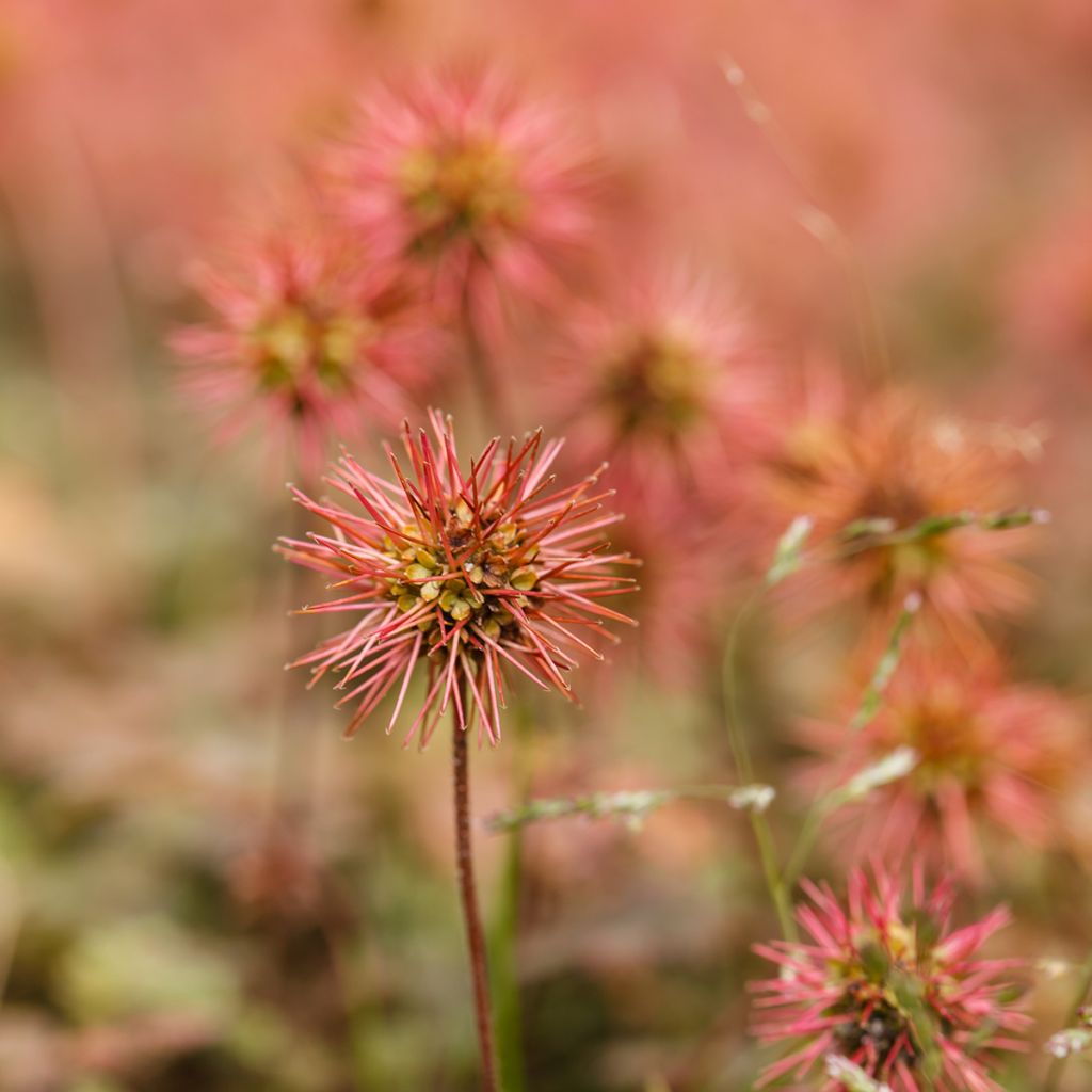 Acaena microphylla