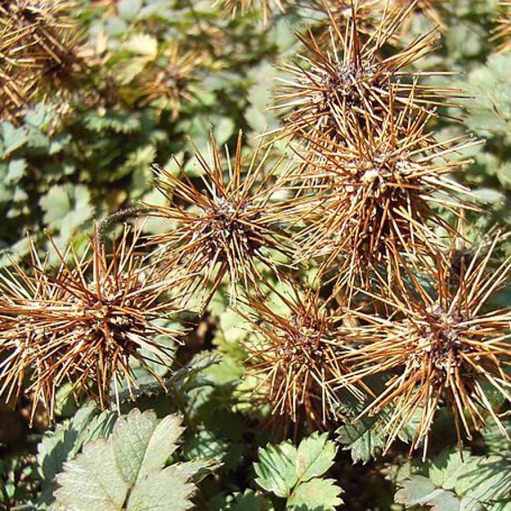 Acaena microphylla