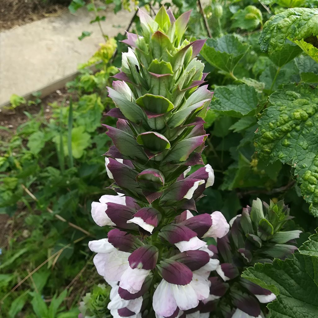 Acanthus hungaricus White Lips