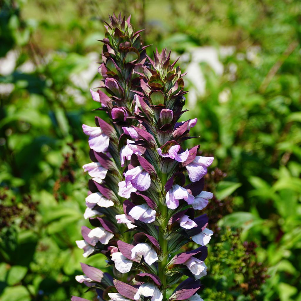 Acanthus Morning Candle