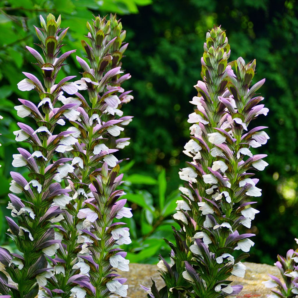 Acanthus Morning Candle