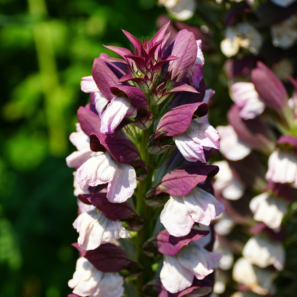 Acanthus Morning Candle