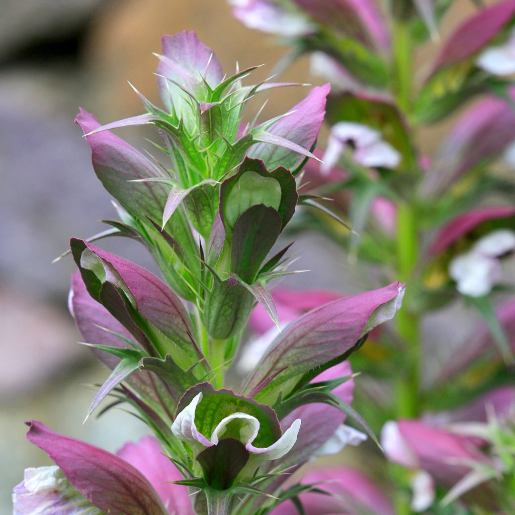 Acanthus spinosus - Acanto spinoso