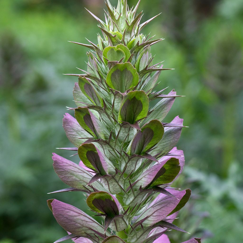 Acanthus spinosus - Acanto spinoso