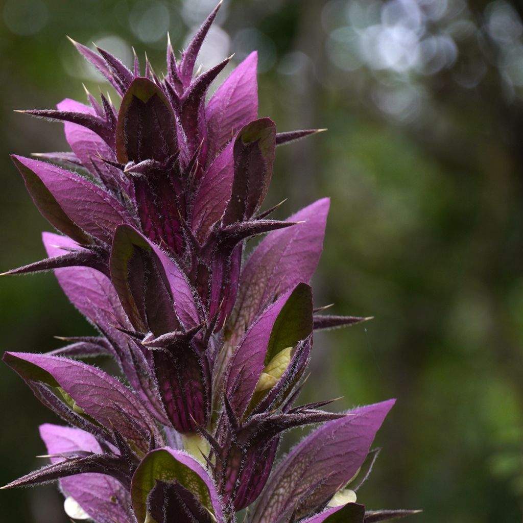 Acanthus spinosus - Acanto spinoso