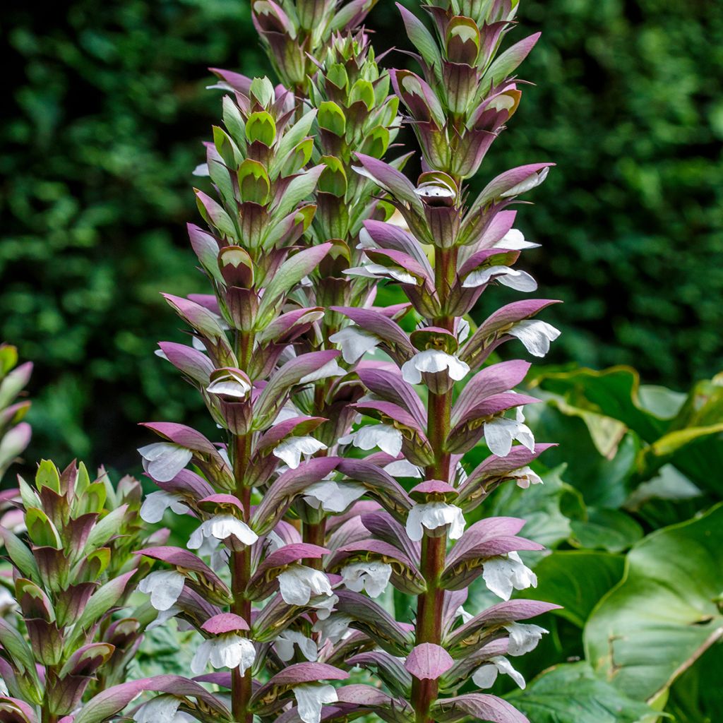 Acanthus spinosus - Acanto spinoso