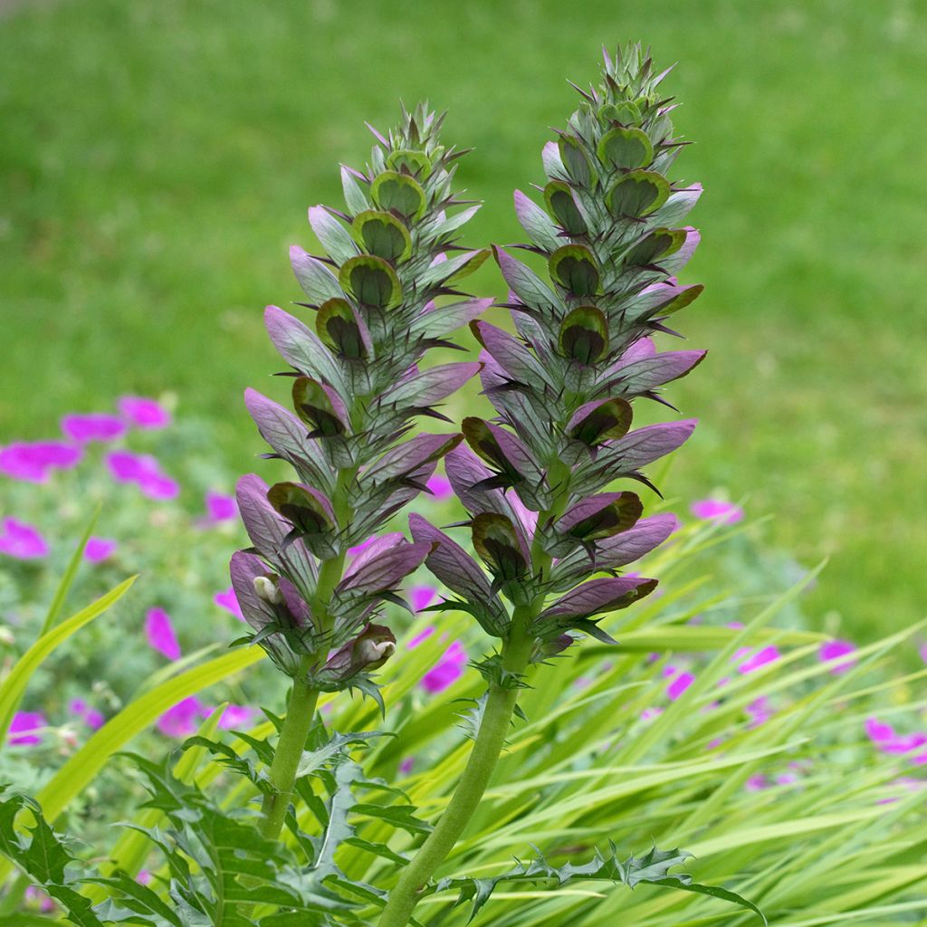 Acanthus spinosus - Acanto spinoso