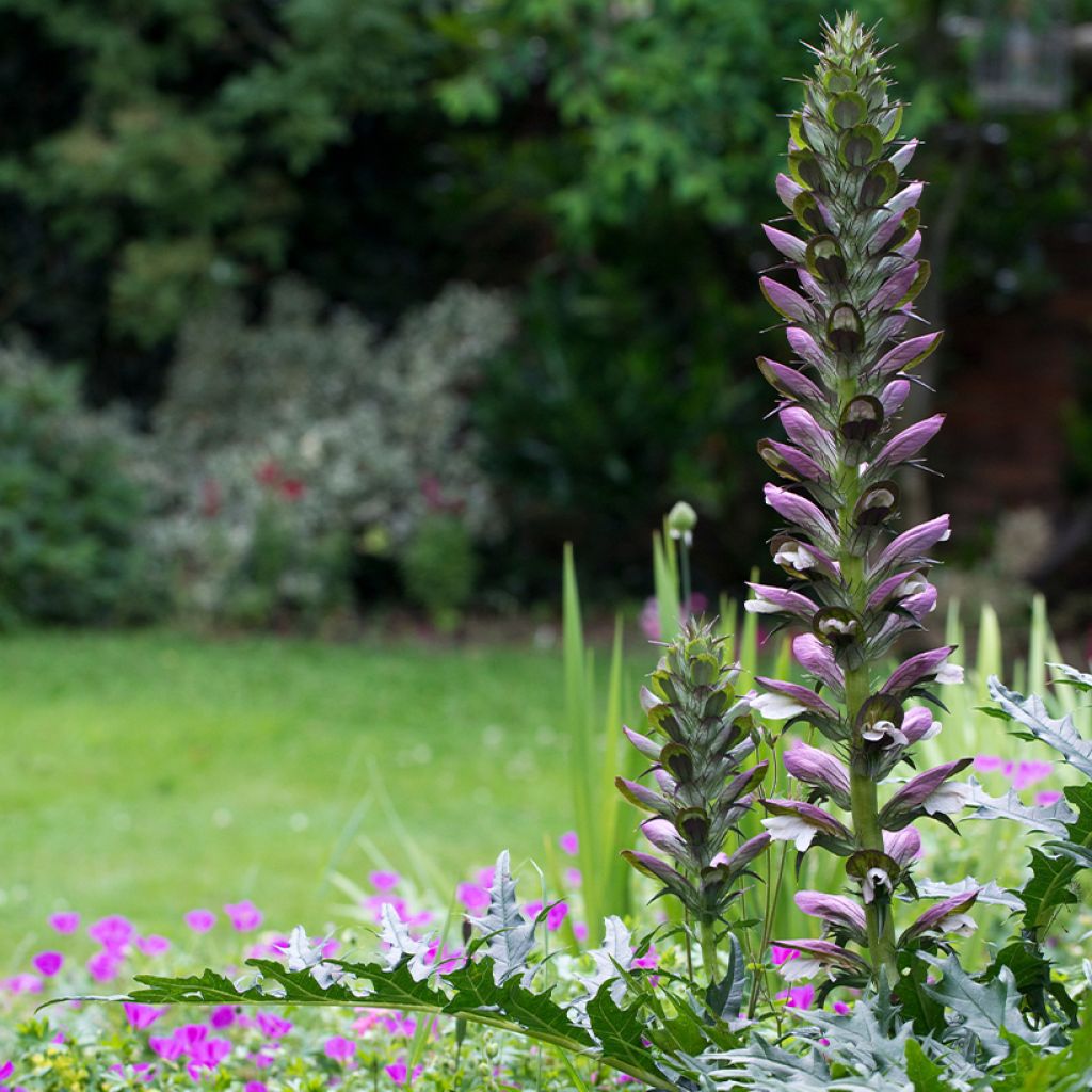 Acanthus spinosus - Acanto spinoso