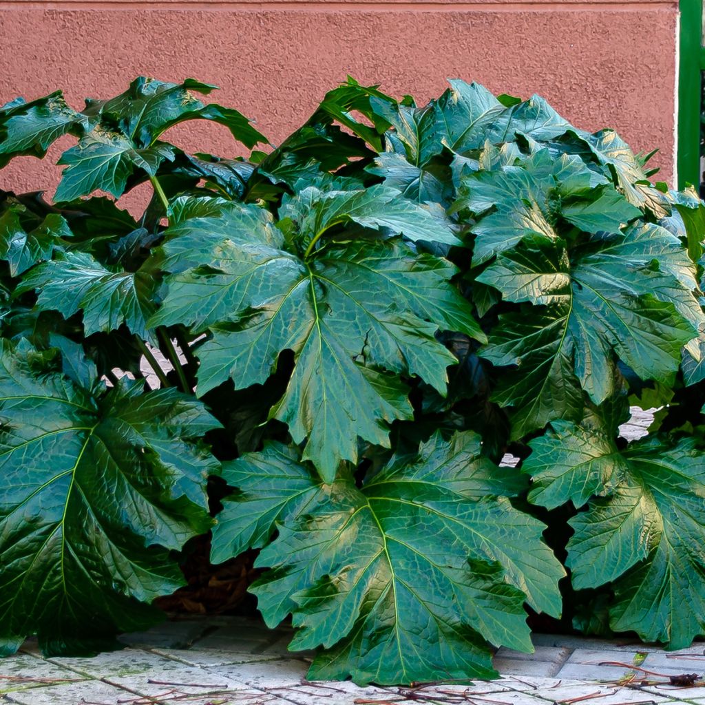 Acanthus spinosus - Acanto spinoso