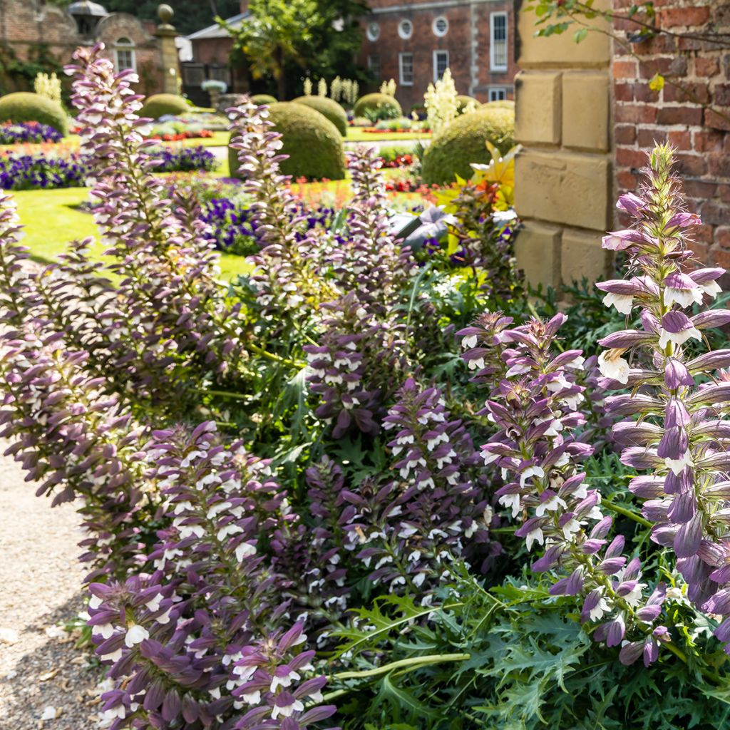 Acanthus spinosus - Acanto spinoso